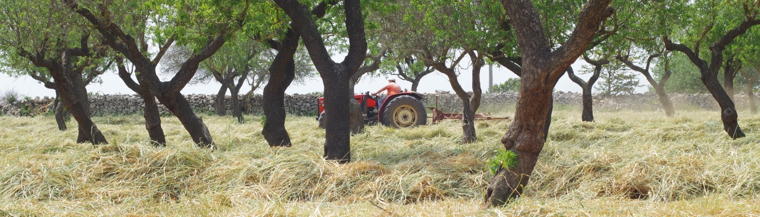Raccolta di grano saraceno in un mandorleto