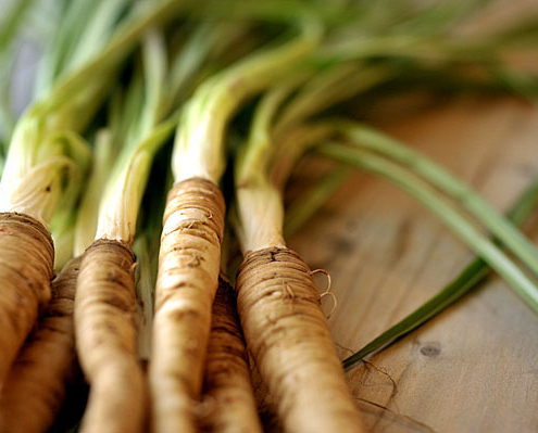 Radici di barba di becco