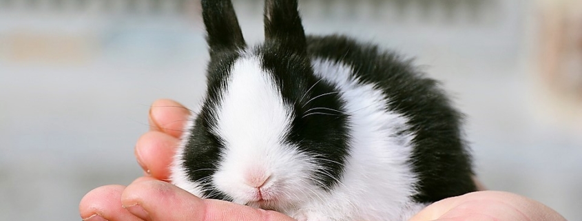 Un adorabile coniglietto