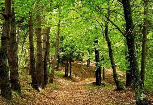 Sentiero nel bosco di Bella in Basilicata