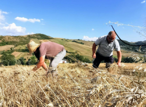 Lavorazione dei cereali a mano