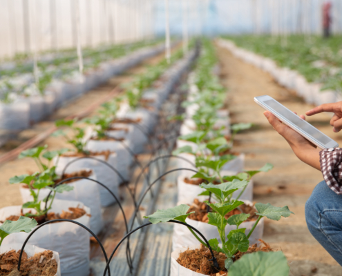 Fotografia di una giovane donna che controlla un vivaio rurale